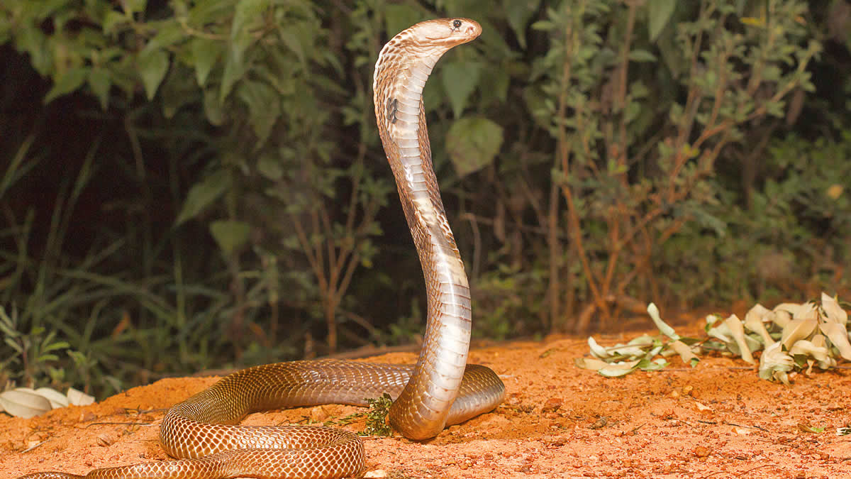 Indian cobra hooding on sand in a forest