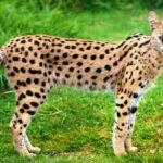 ‘Crazy-looking cat’ captured in Missouri was a wild African serval cat