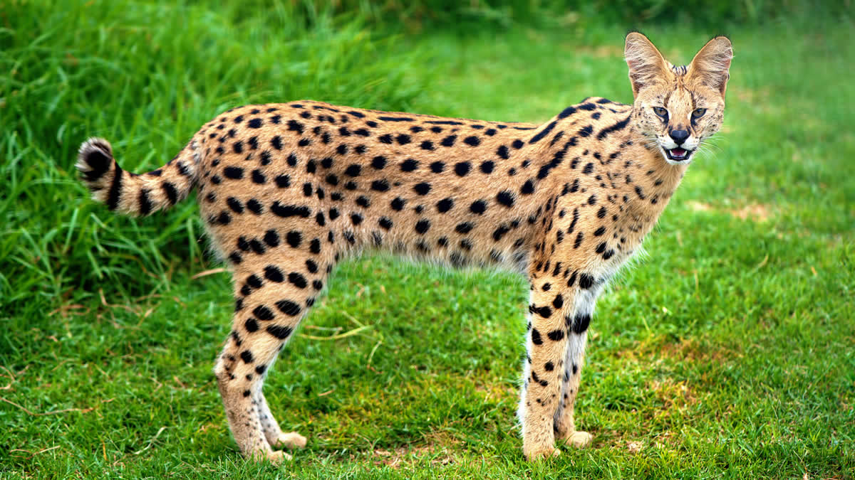 African serval cat
